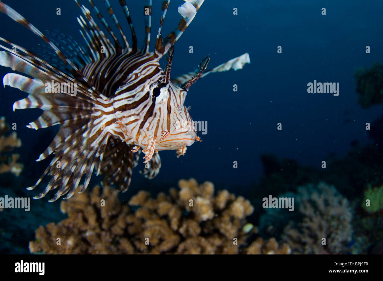 Leone comune, pterois volitans, Tubbataha, Filippine. Foto Stock
