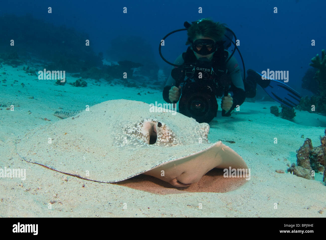 Sommozzatore per catturare una spinosa Stingray, Urogymnus asperrimus, Tubbataha, Filippine. Foto Stock