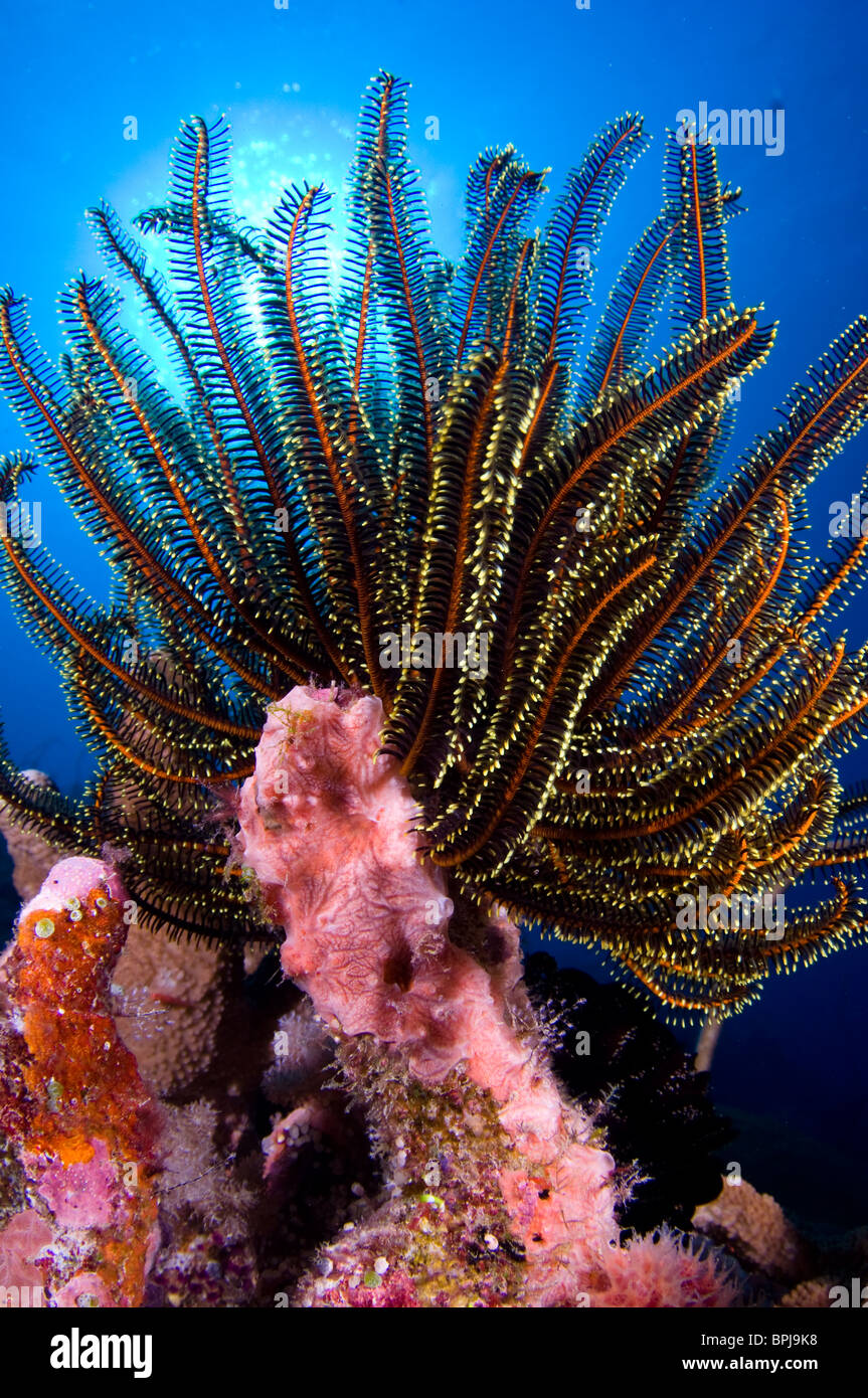 Featherstar su coral, Tubbataha, Filippine. Foto Stock