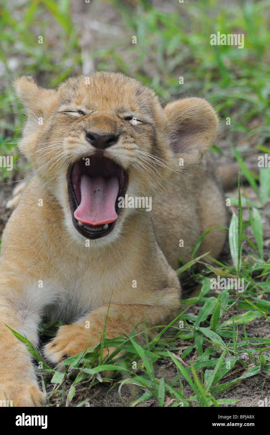 Lion cub sbadigli, Selous Foto Stock