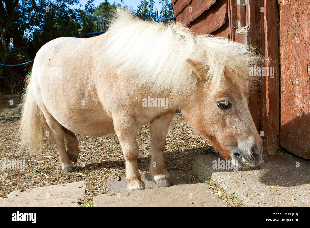 Ritratto di un simpatico in miniatura di pet pony Shetland in cantiere stabile nel Sussex, Regno Unito Foto Stock