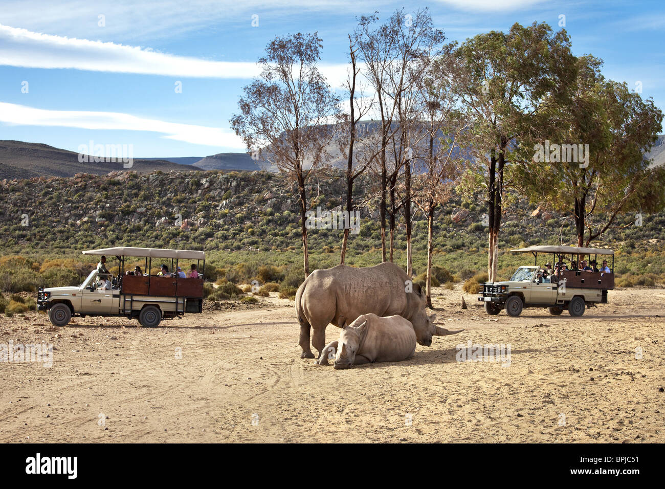 I turisti a guardare due rinoceronti in un safari, Aquila Lodge, Cape Town, Western Cape, Sud Africa e Africa Foto Stock