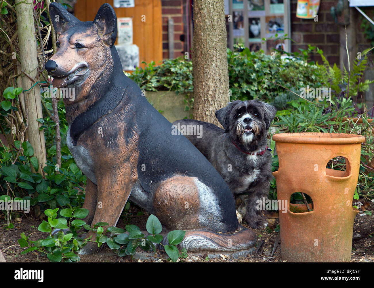 Poco Shih Tzu cane in piedi accanto al giardino statua di un pastore tedesco in un animale amante di giardino. Sussex, Regno Unito Foto Stock
