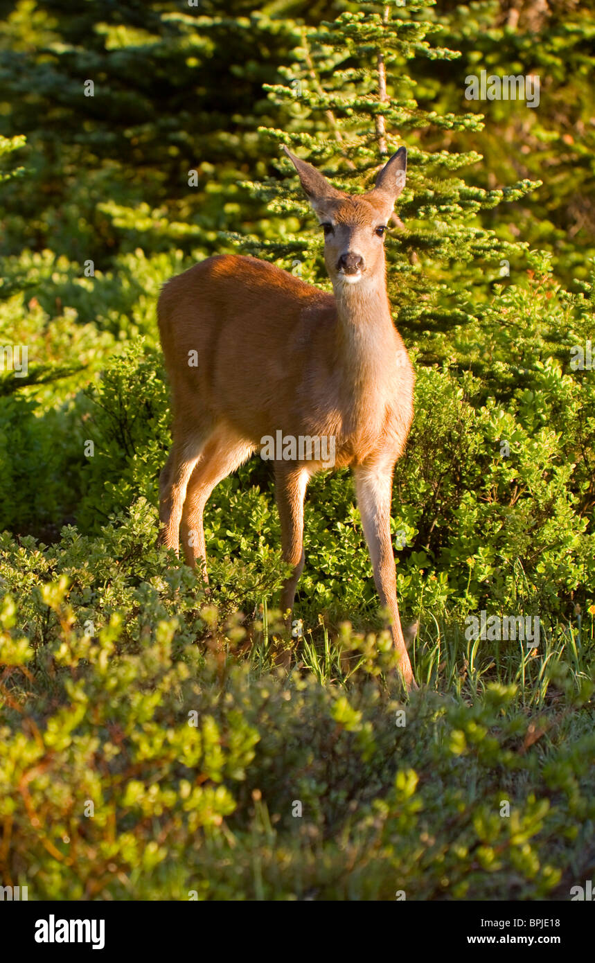Nero-Tailed Deer o Mule Deer (Olocoileus hemionus) in Mt. Rainier National Park, Washington, Stati Uniti d'America - wild Foto Stock