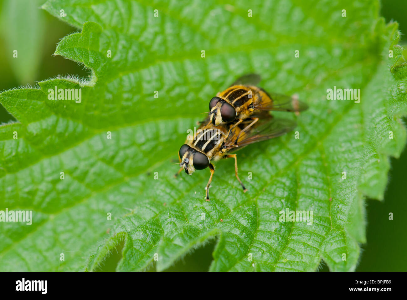 Una coppia di hoverflys (Helophilus trivattatus) coniugata. Foto Stock