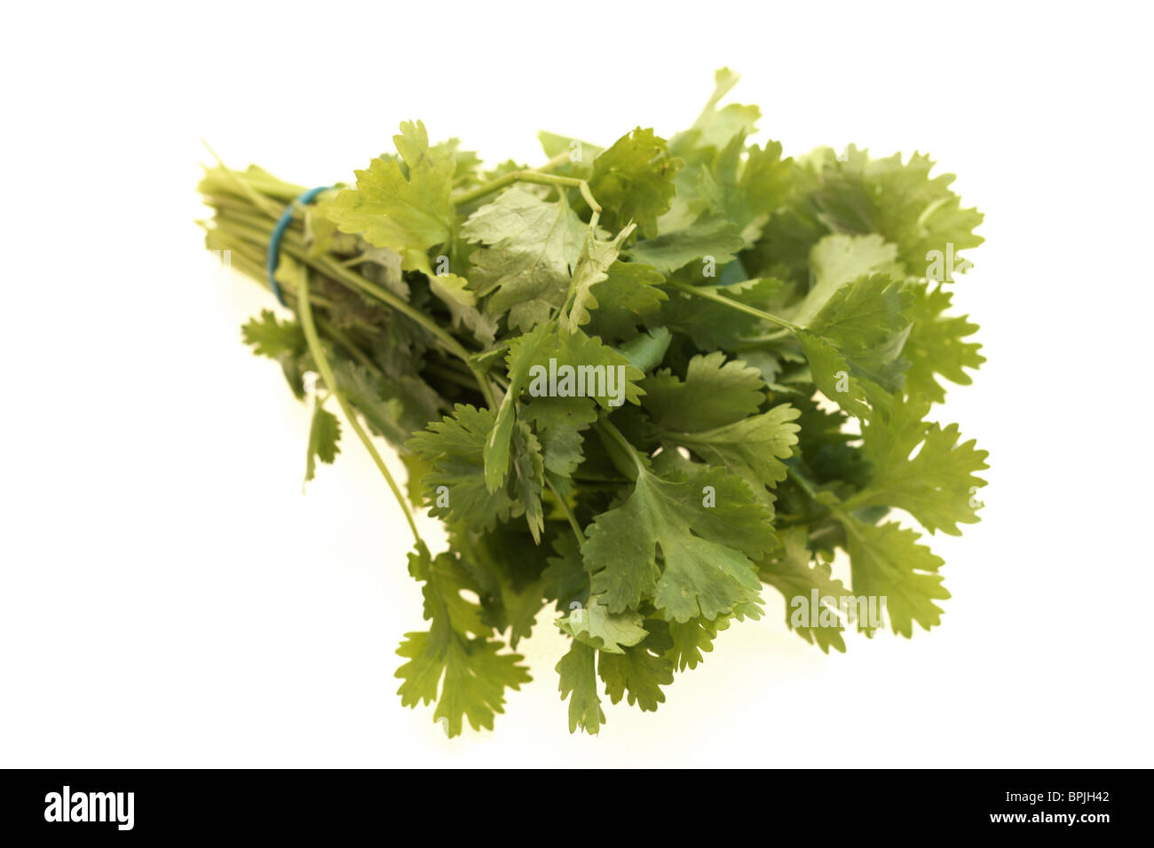 Mazzetto di aromatiche fresche di coriandolo Profumate erbe contro uno sfondo bianco con un tracciato di ritaglio e nessun popolo Foto Stock