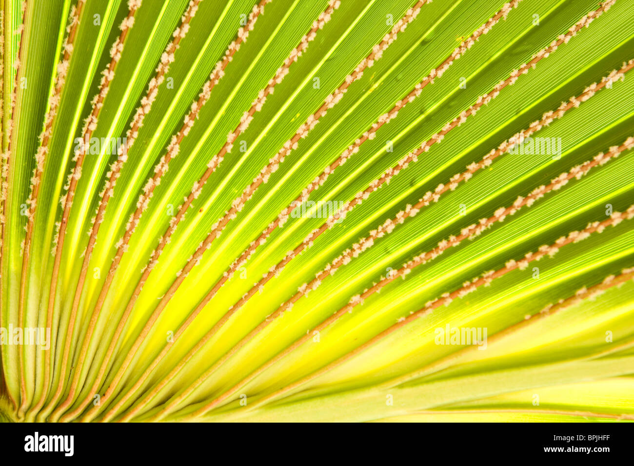 Di foglie di palma dettaglio Foto Stock