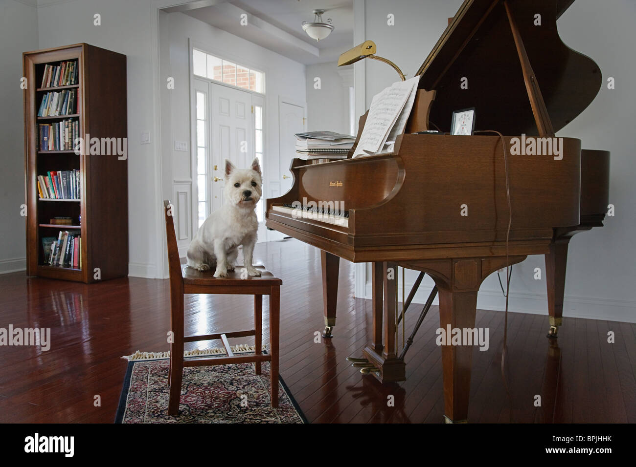 White Terrier Westminster si siede al pianoforte Foto Stock