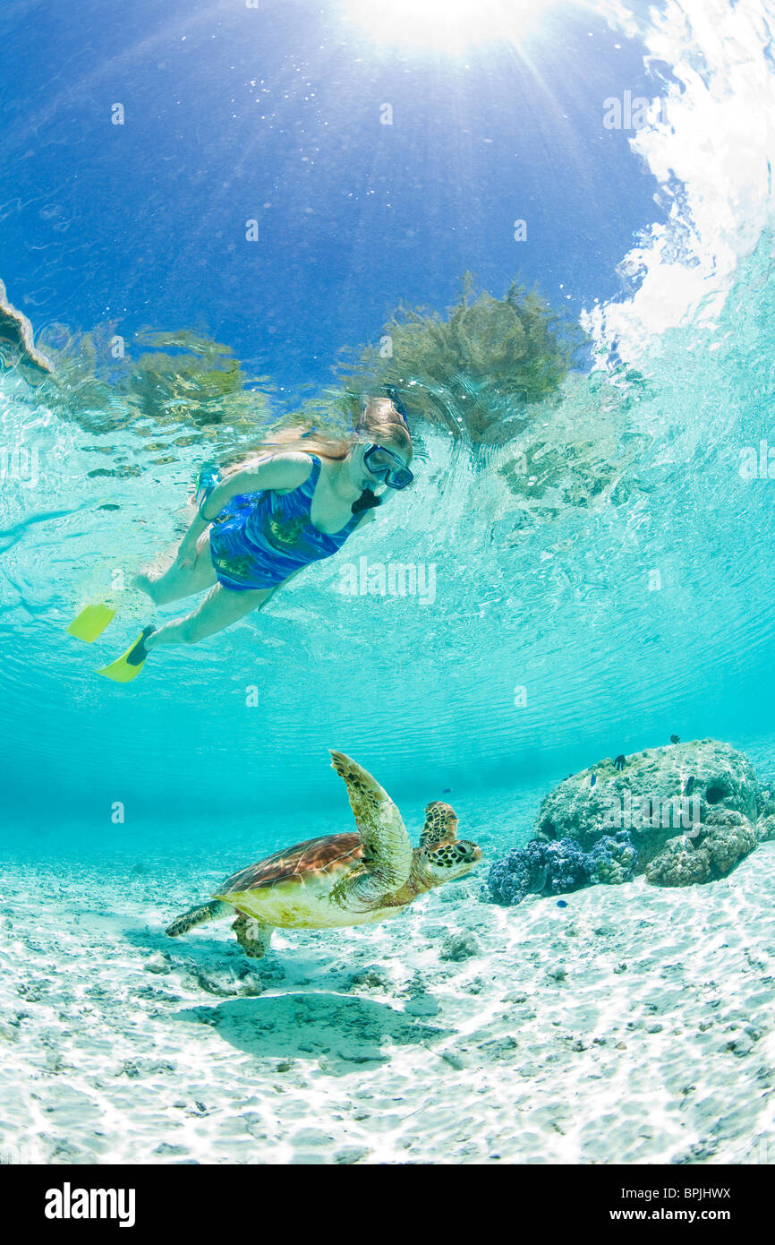 Snorkel in Le Meridien Turle conservazione laguna con tartarughe marine verdi (Chelonia Mydas) Bora Bora, Polinesia Francese Foto Stock