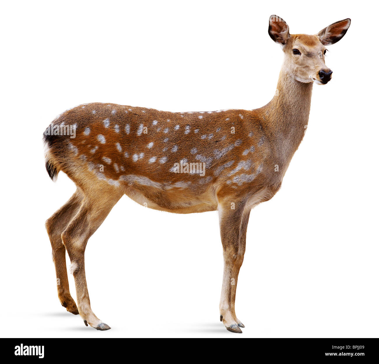 Cervi Sika davanti a uno sfondo bianco, isolata. Il cervo ha girato per una testa e guarda in una fotocamera. Foto Stock