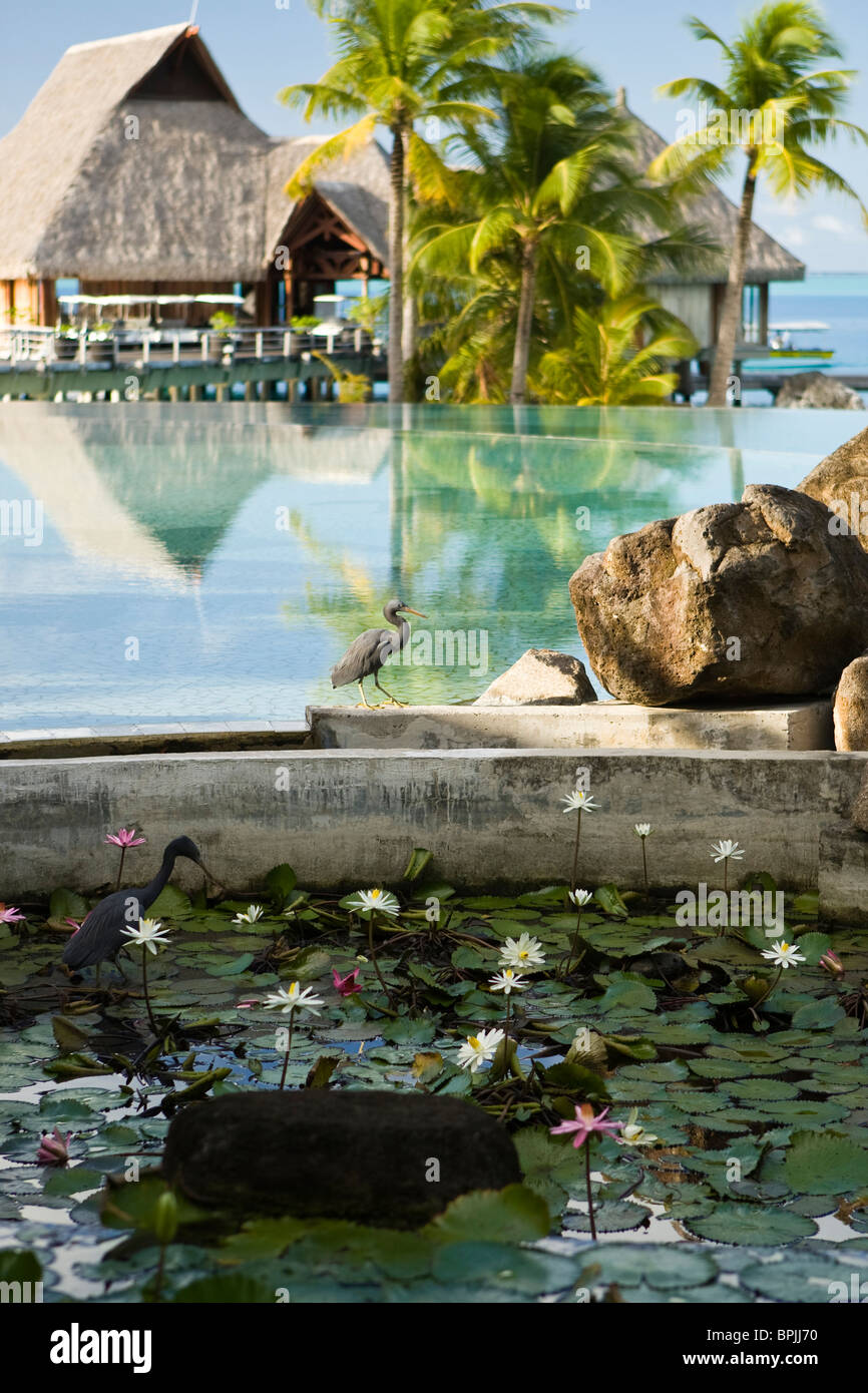 Area della piscina del Bora Bora Nui Resort. Foto Stock