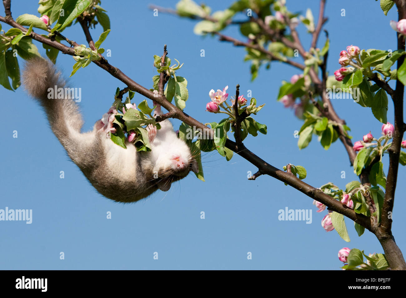 Commestibile, ghiro Glis glis, Siebenschläfer, controllato in cattività, femmina arrampicata su albero di mele, Germania, Baden-Württemberg Foto Stock