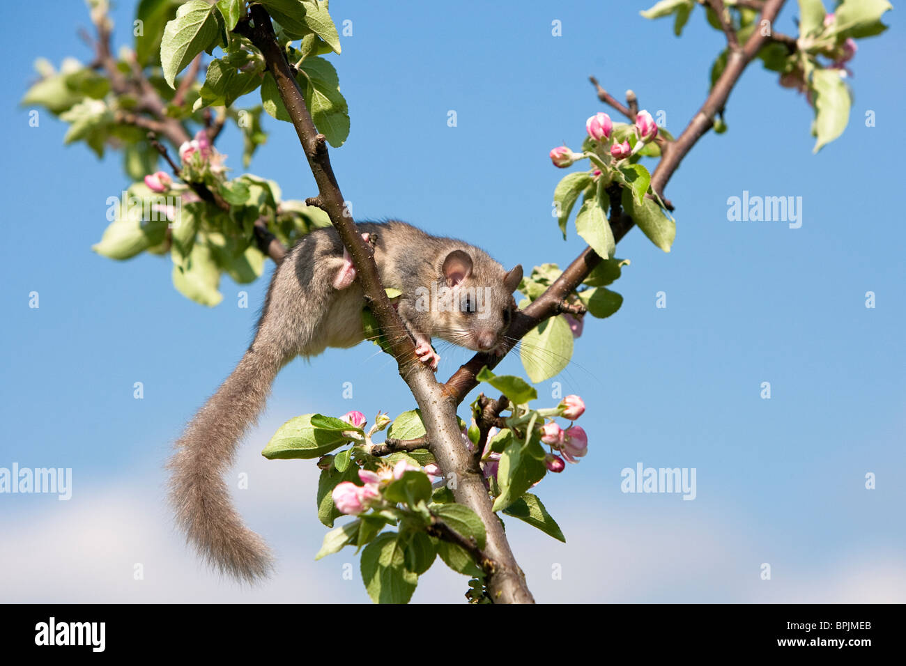 Commestibile, ghiro Glis glis, Siebenschläfer, controllato in cattività, femmina arrampicata su albero di mele, Germania, Baden-Württemberg Foto Stock
