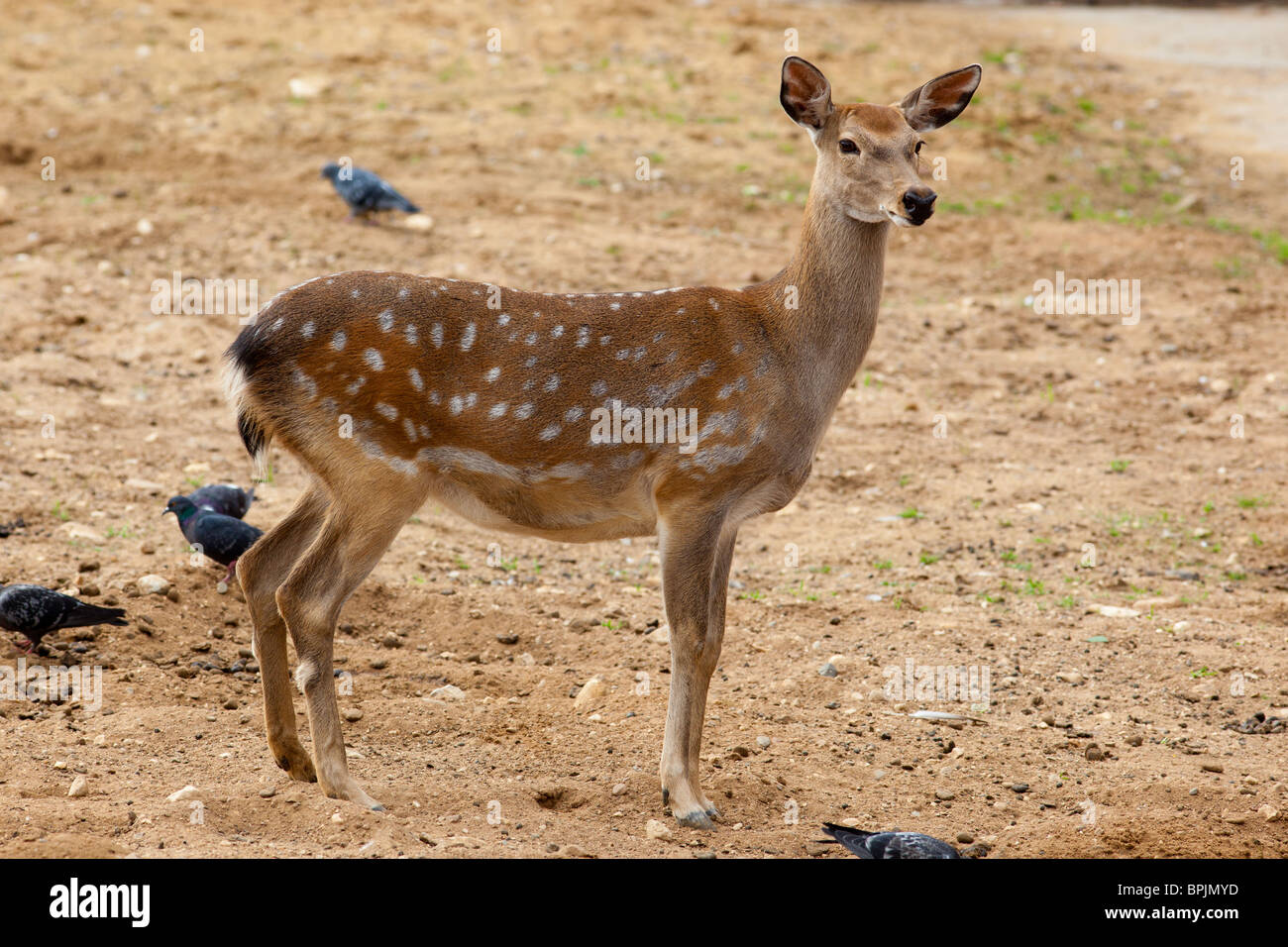 Il cervo ha girato per una testa e guarda in una fotocamera in zoo di Mosca. Foto Stock