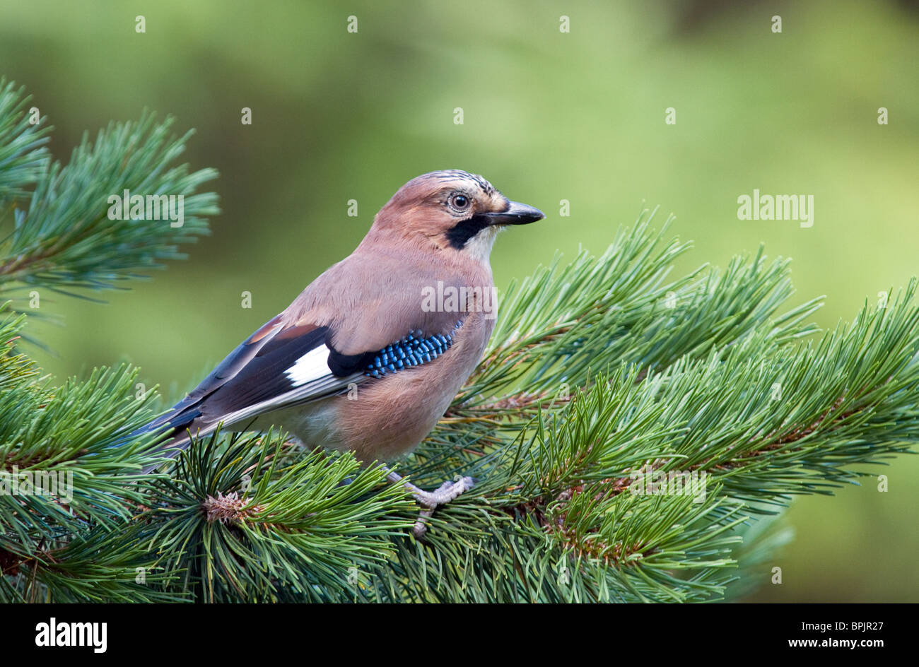 Eurasian jay (Garrulus glandarius) su pino,l'Irlanda Foto Stock