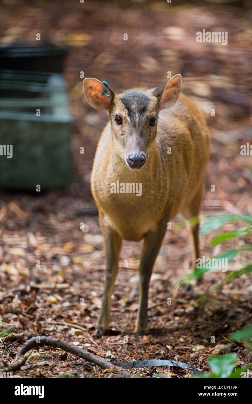 Reeves Muntjac Deer in cattività. Il blur è la recinzione. Foto Stock