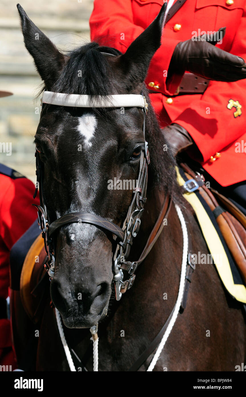 Un cavallo RCMP sul dettaglio sfilata di fronte al parlamento canadese edifici di Ottawa in Canada Foto Stock