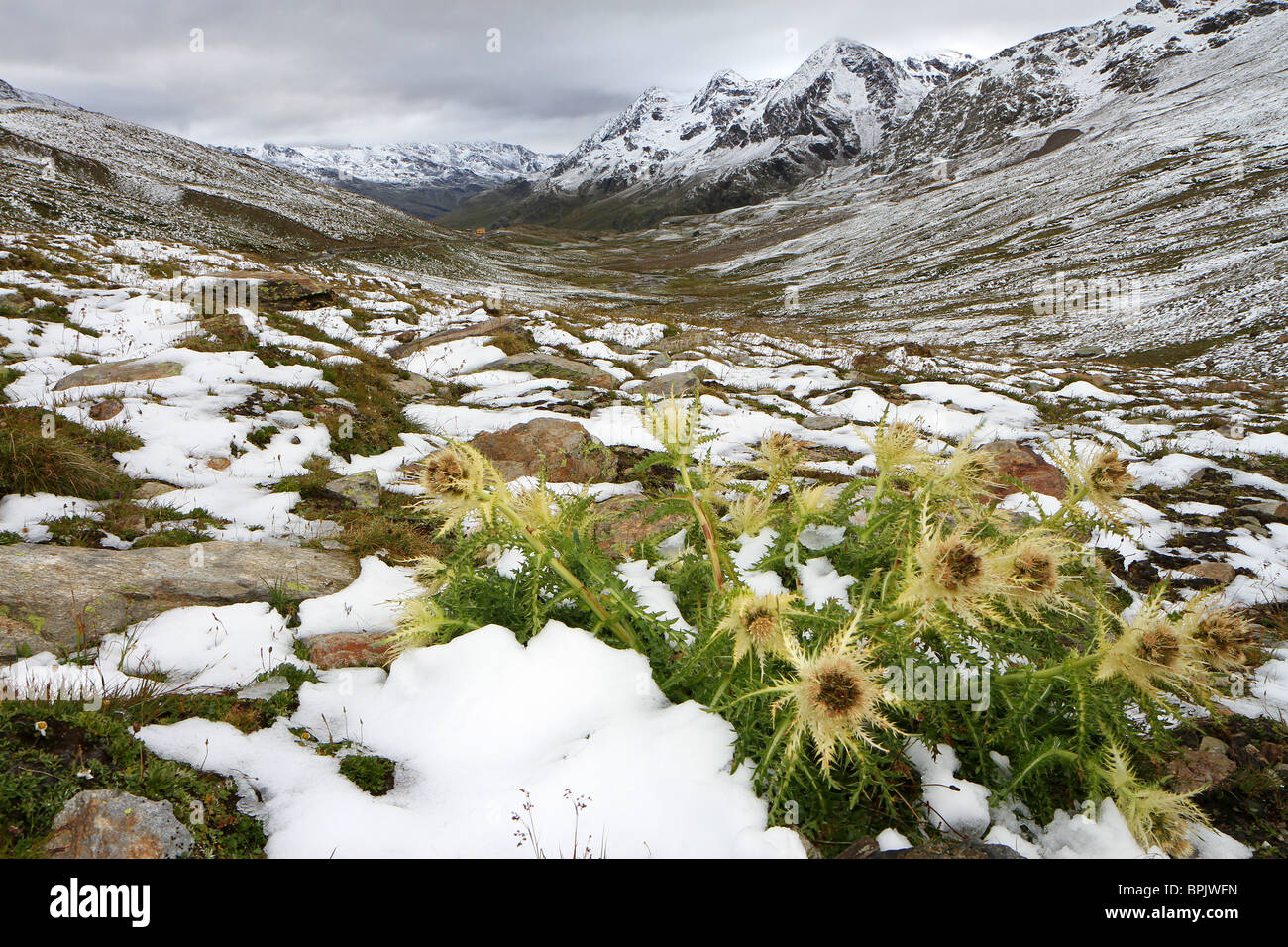 Passo Gavia, Brixia provincia, regione Lombardia, Italia. A thistle dopo un'estate tempesta di neve a 2651 metri sul mare Foto Stock