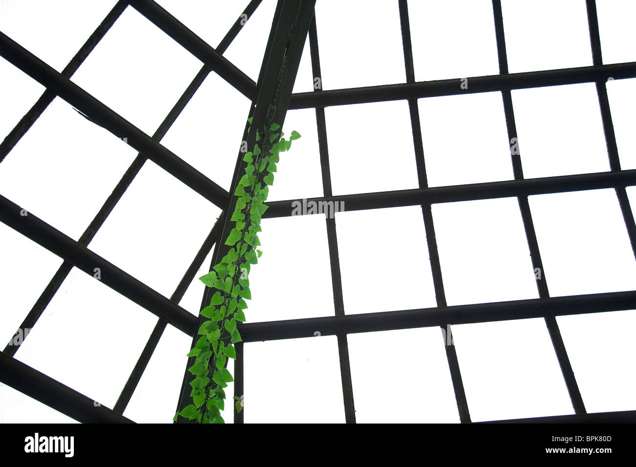 Foglie verdi vine arrampicarsi abstract di metallo del telaio della finestra Foto Stock