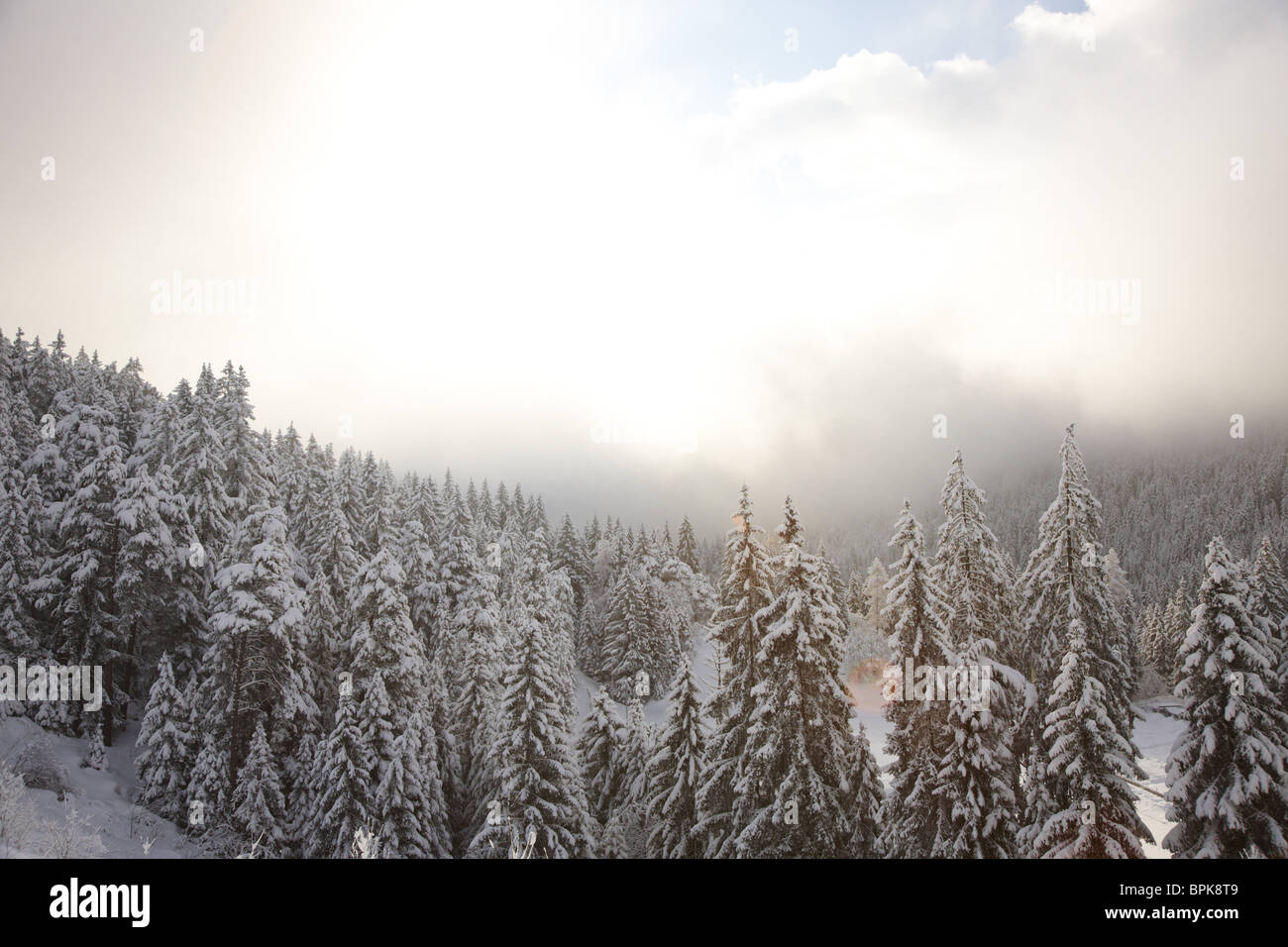 Coperte di neve la foresta di conifere, Flims Laax del Cantone dei Grigioni, Svizzera Foto Stock