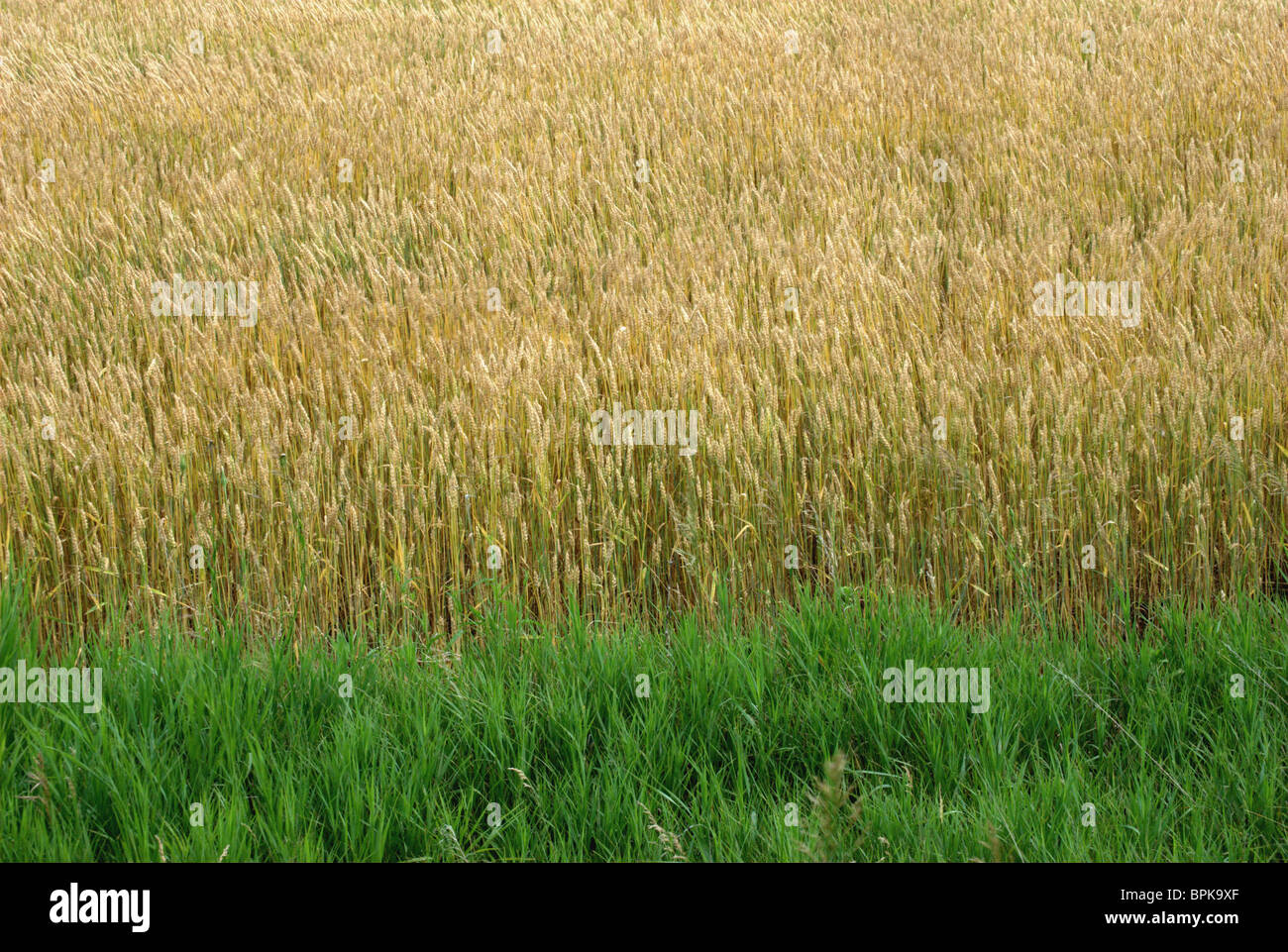 Fieno ed erba nel campo di fattoria. Foto Stock