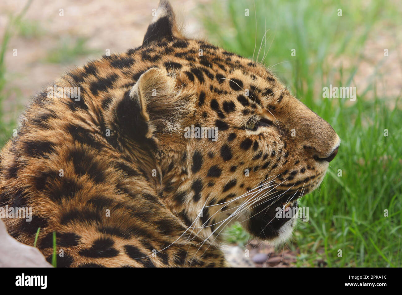 Profilo del maschio adulto leopard giacente su un terreno di close-up in zoo Foto Stock