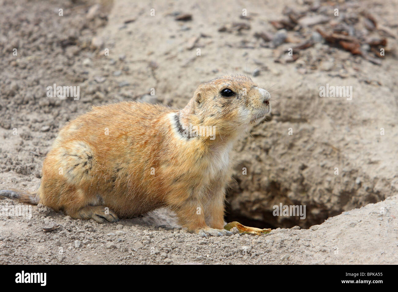 Piccolo cane della prateria animale seduta vicino burrow foro Foto Stock