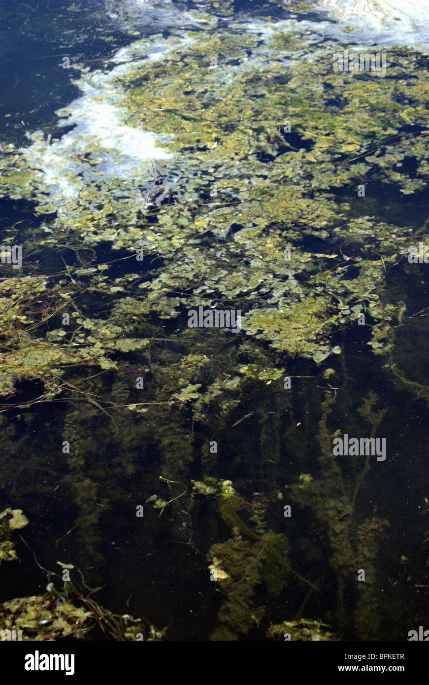 Le alghe nel lago Canandaigua New York Foto Stock