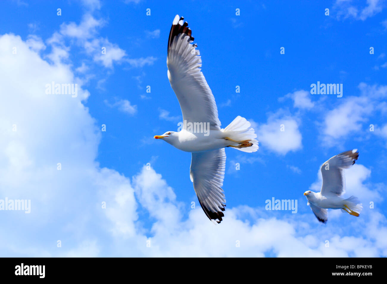 Una coppia di gabbiani volare nel cielo blu Foto Stock