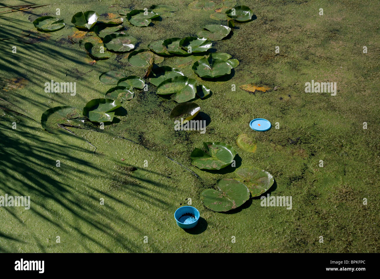 Inquinamento dei rifiuti solidi nel laghetto di acqua dolce con fragranti White Water Lily Nymphaea odorata e USA Foto Stock