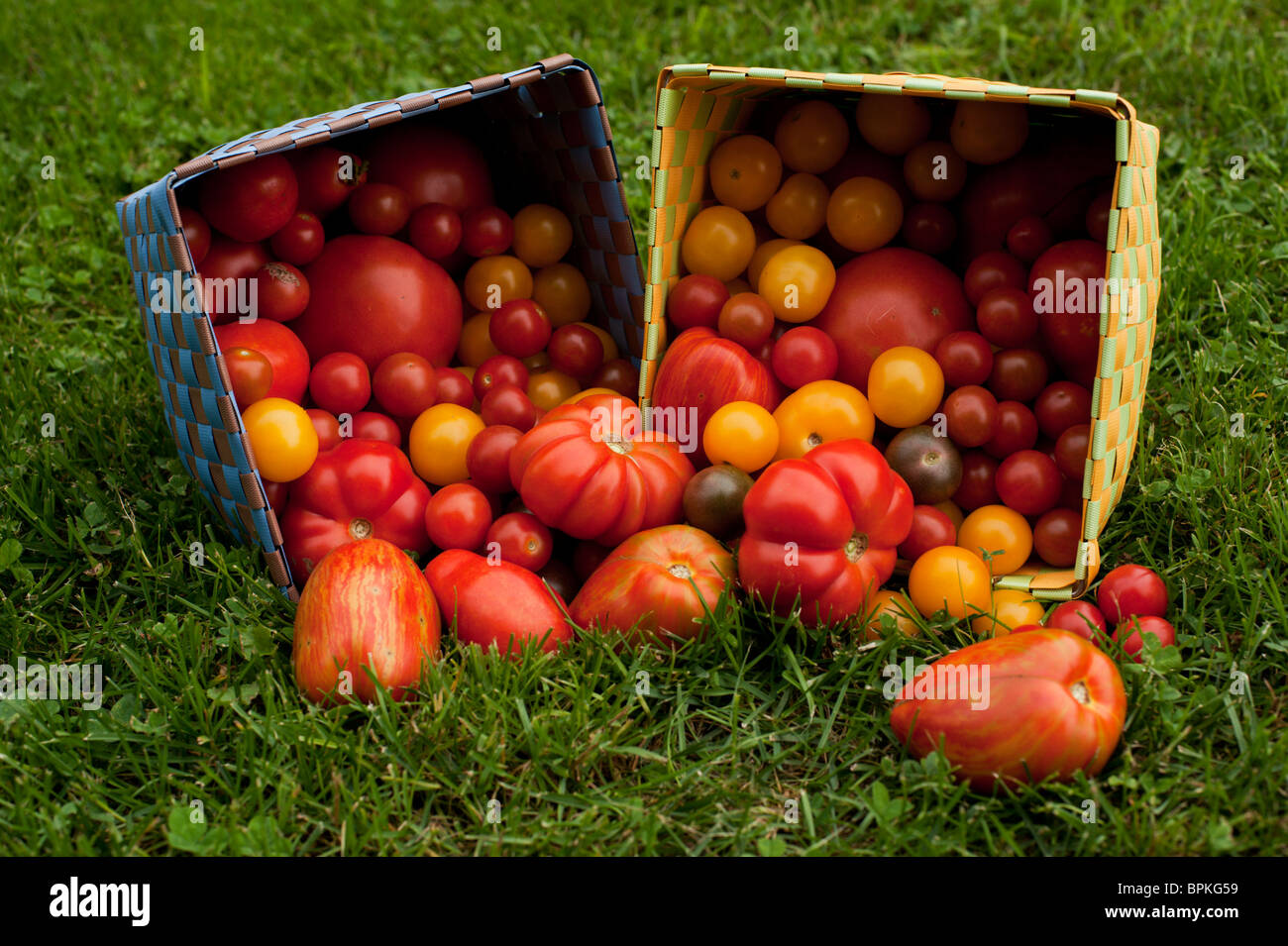 Antiche varietà di pomodoro fuoriuscita da scatole di tessuto sull'erba. Foto Stock