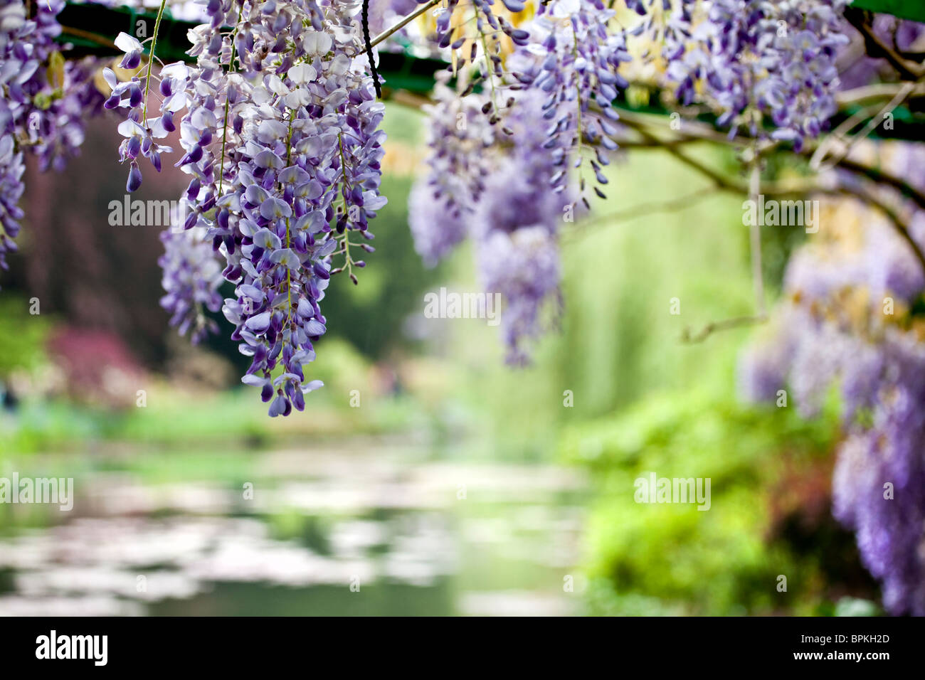 Il Glicine appeso sopra un laghetto, Giverny, Francia Foto Stock