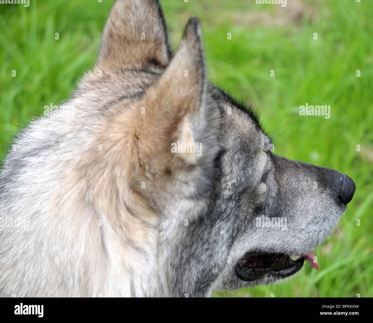 Husky cross cercando alert mentre fuori su una passeggiata Foto Stock
