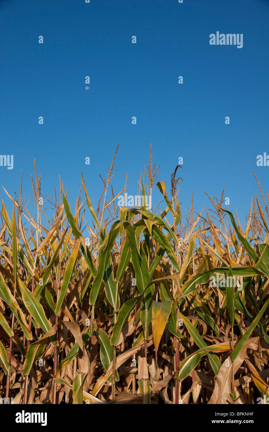 Mais campo tarda estate Michigan STATI UNITI Foto Stock