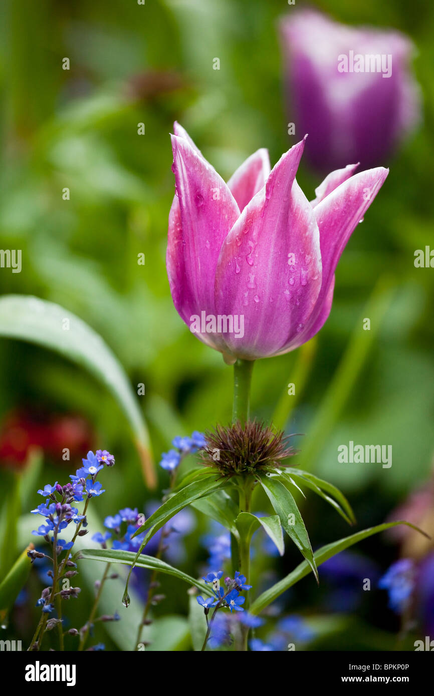Pink Tulip con gocce di rugiada Foto Stock