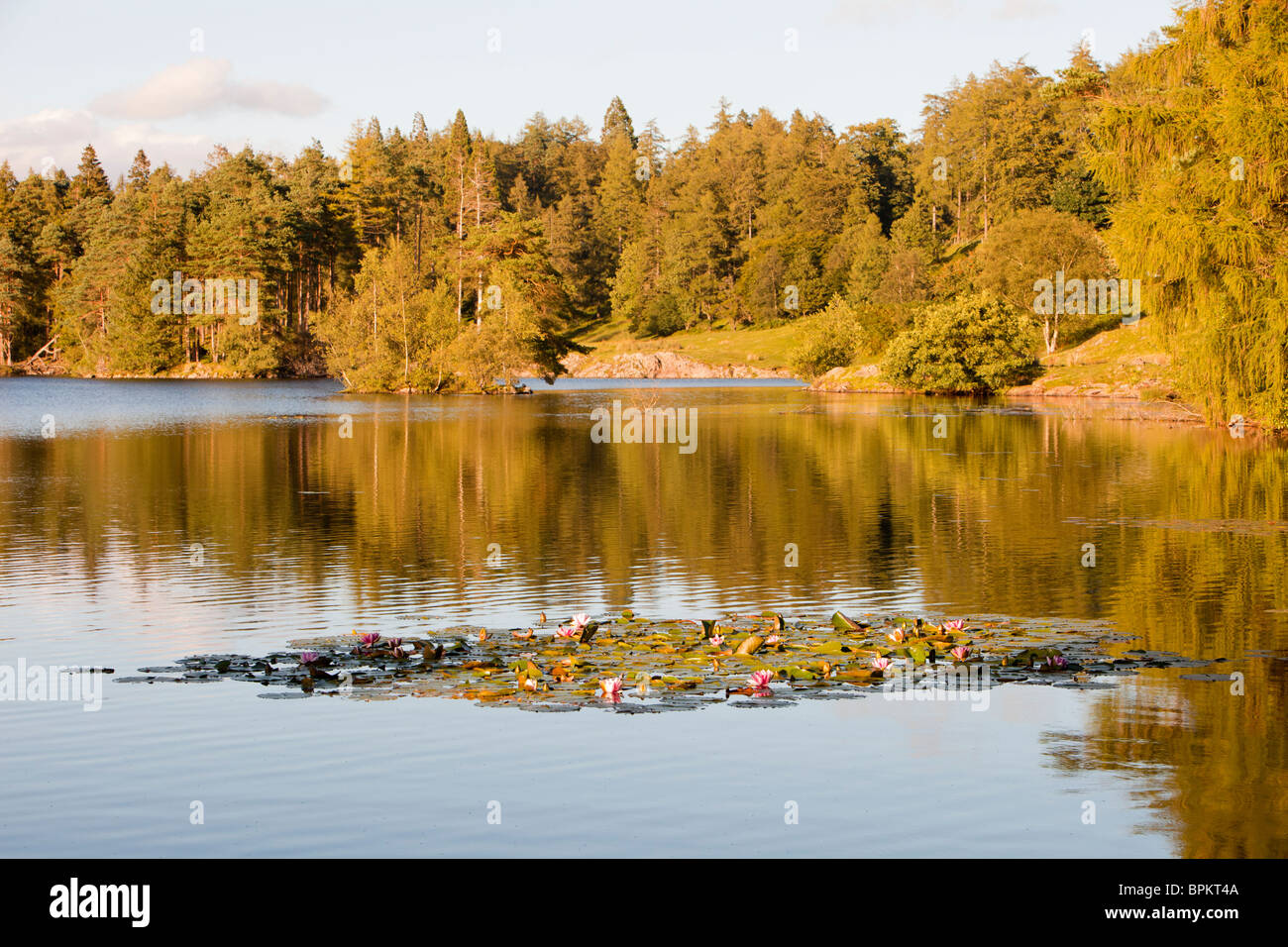 Acqua lillies sul Tarn Hows nel distretto del lago, UK. Foto Stock