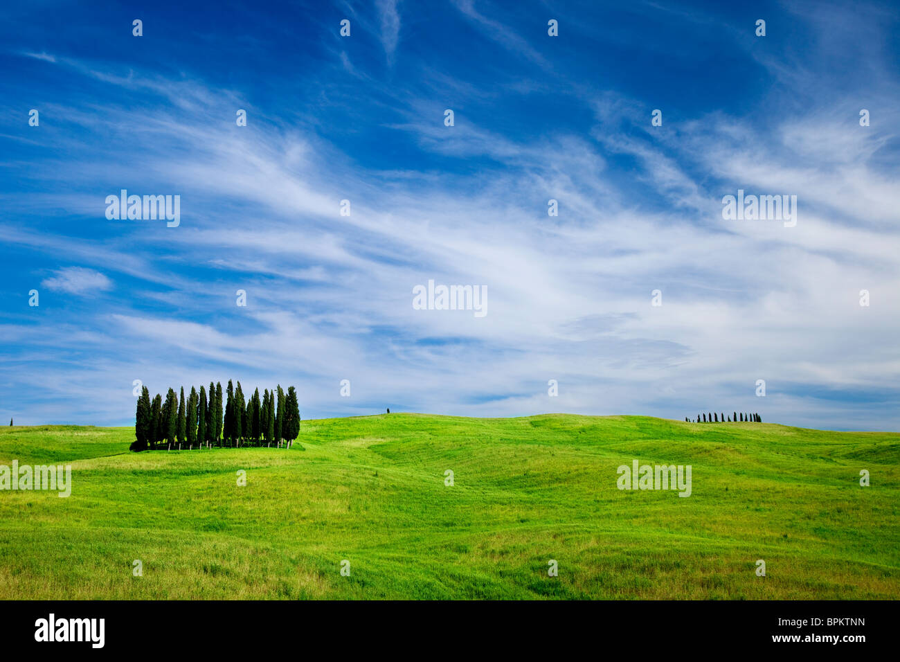 Boschetto di cipressi nei campi di grano e fiori di campo nei pressi di San Quirico, Toscana Italia Foto Stock