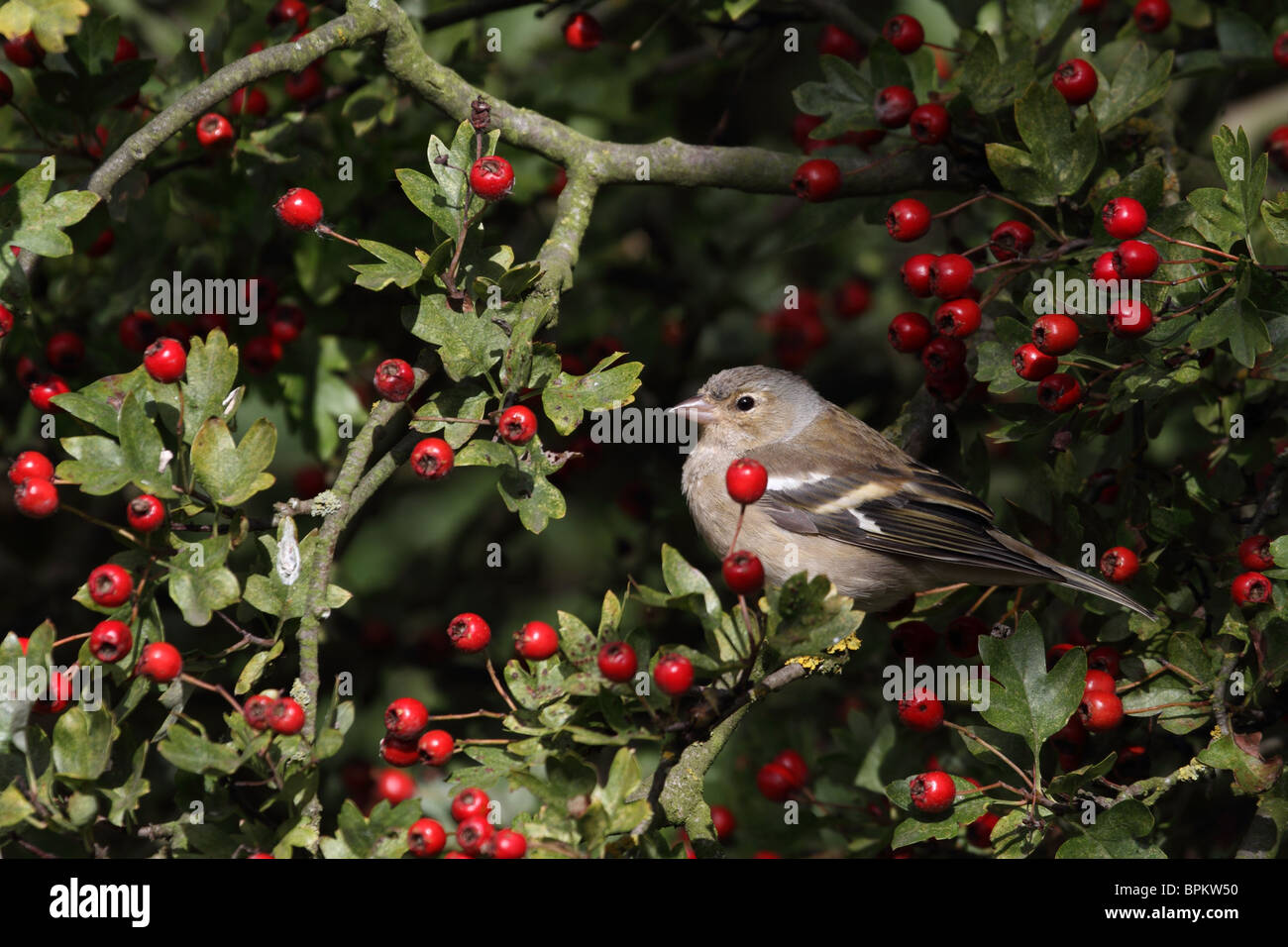 (Fringuello Fringilla coelebs) appollaiato in un albero di biancospino Foto Stock