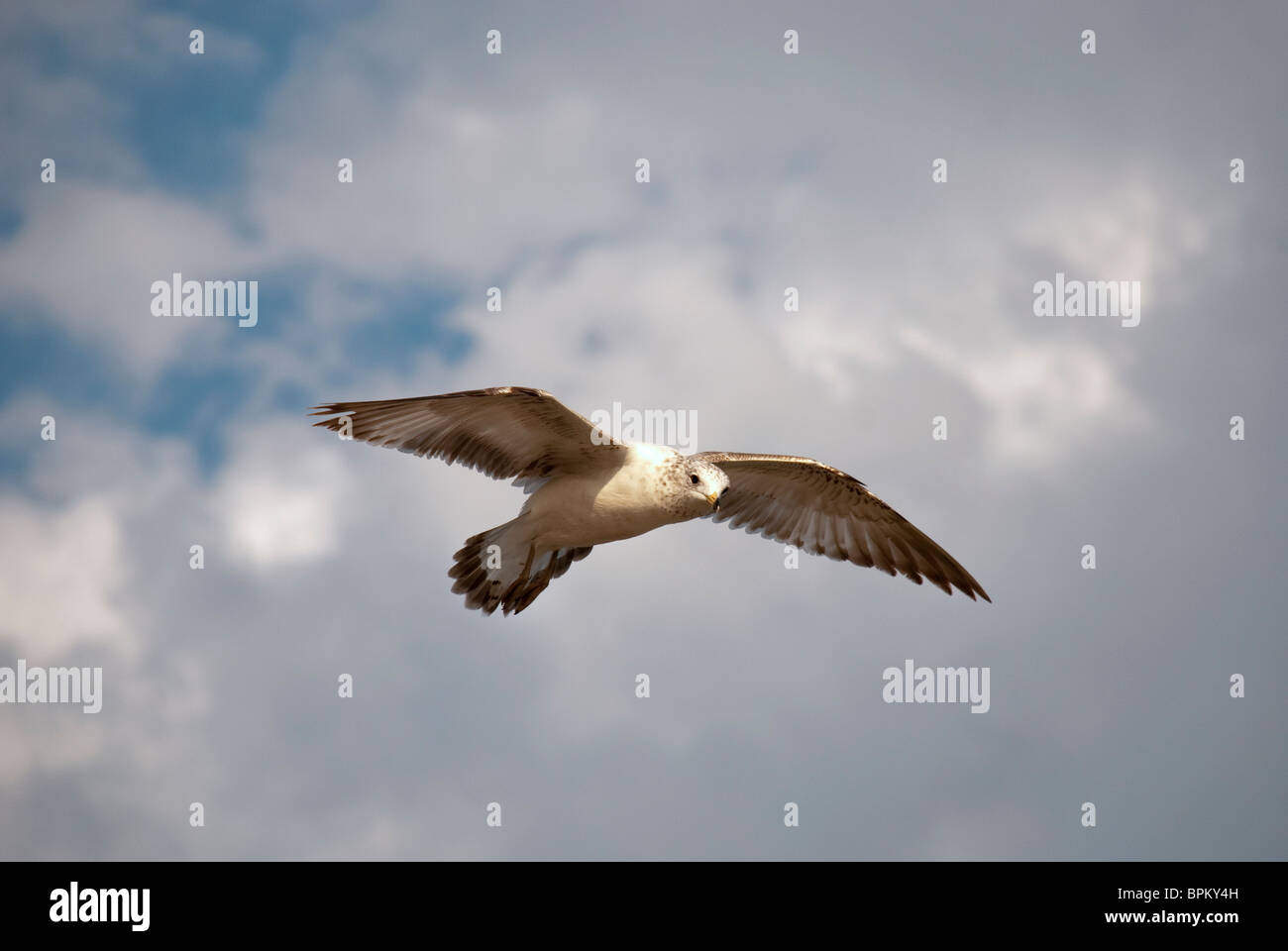 Movimento lento volo di un giovane gabbiano contro il cielo nuvoloso. Foto Stock