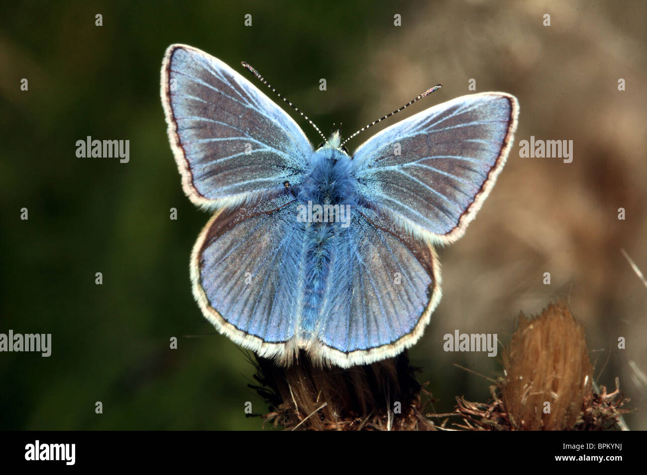 Comune di Blue Butterfly Polyommatus icarus famiglia Lycaenidae Foto Stock