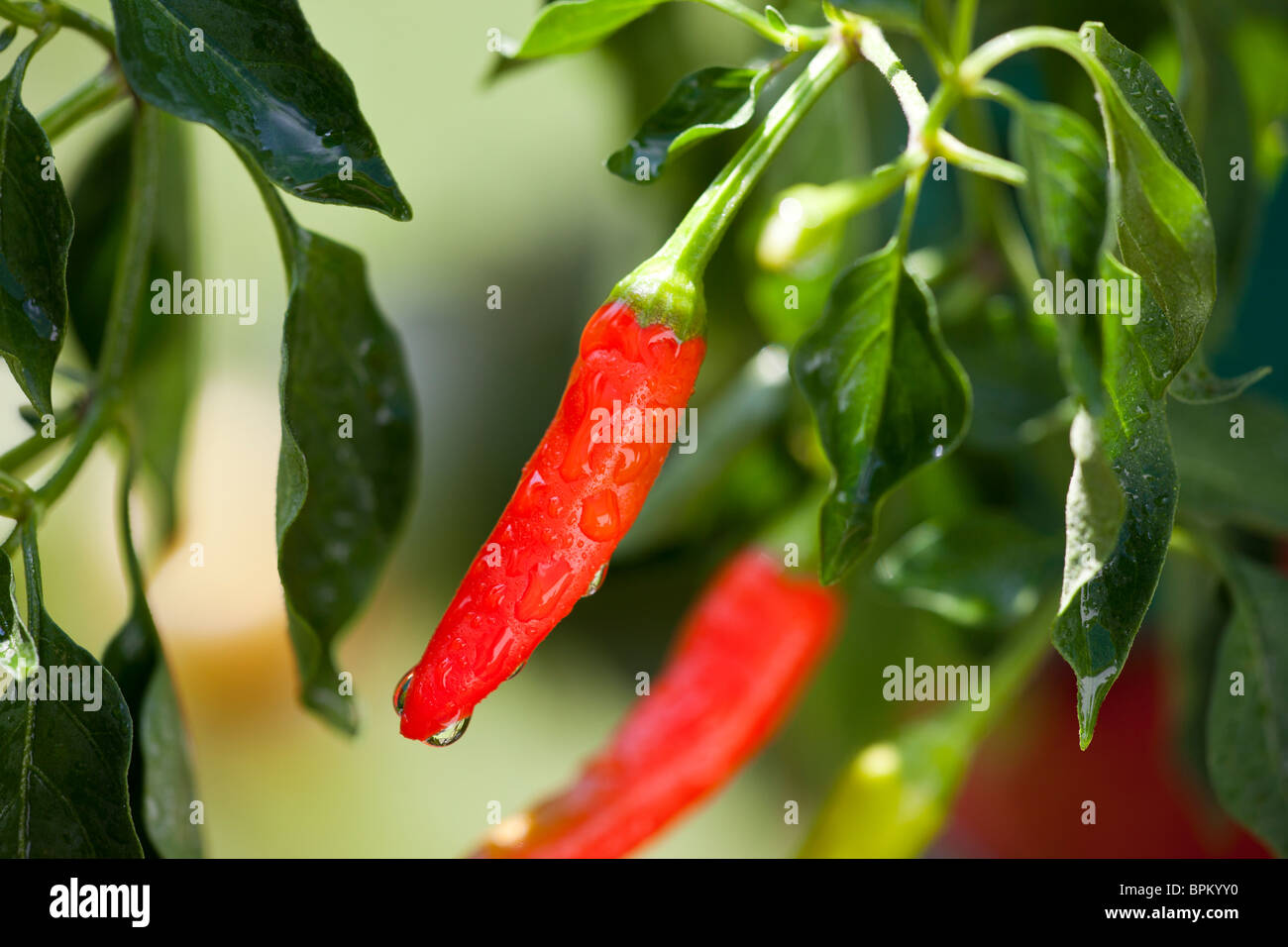 Caldo rosso peperone piccante su ancora sulla vite e pianta con goccioline di acqua dopo la pioggia Macro Closeup shot Foto Stock