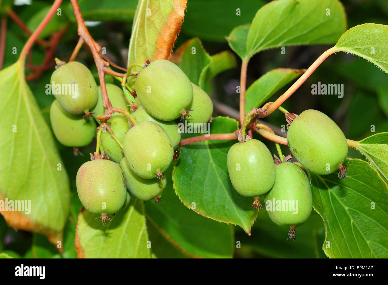 Hardy kiwi kiwifruits Actinidia arguta Foto Stock