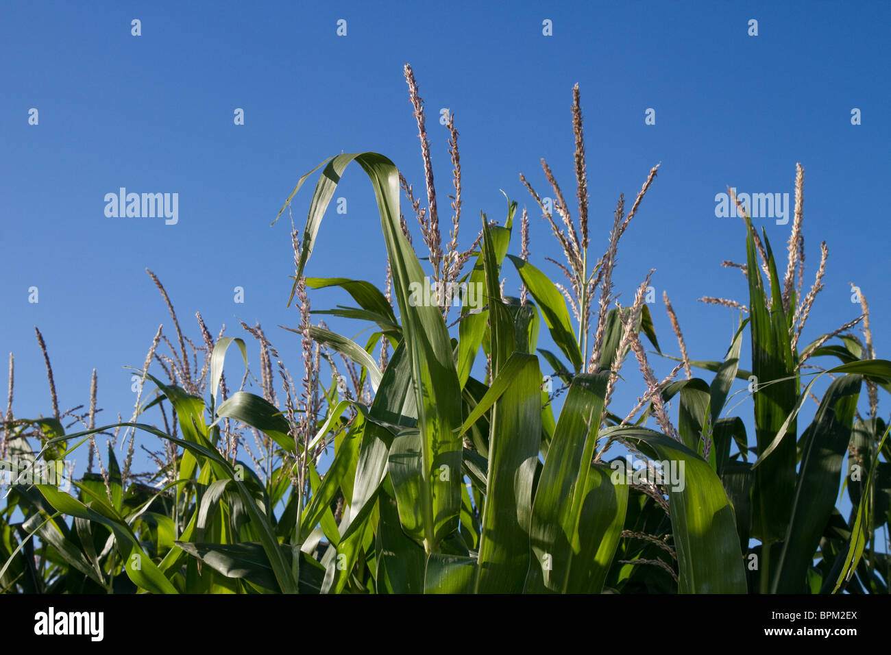 Il raccolto di cereali di coltivazione del mais in campo al mero Brow, Hesketh Bank, Southport, West Lancashire, Regno Unito Foto Stock