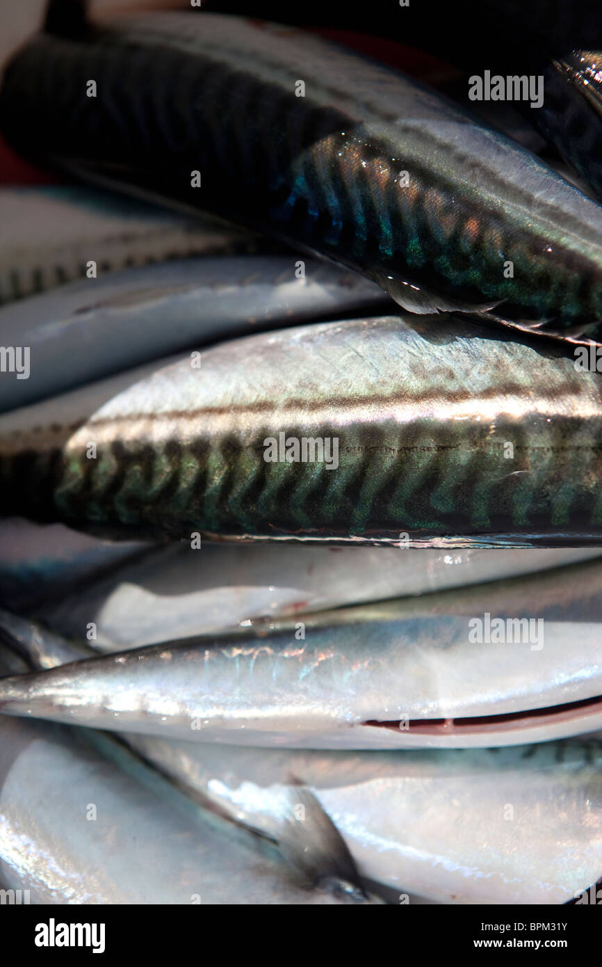 La pesca dello sgombro dalla barca, Tenby, Pembrokeshire West Wales UK Foto Stock