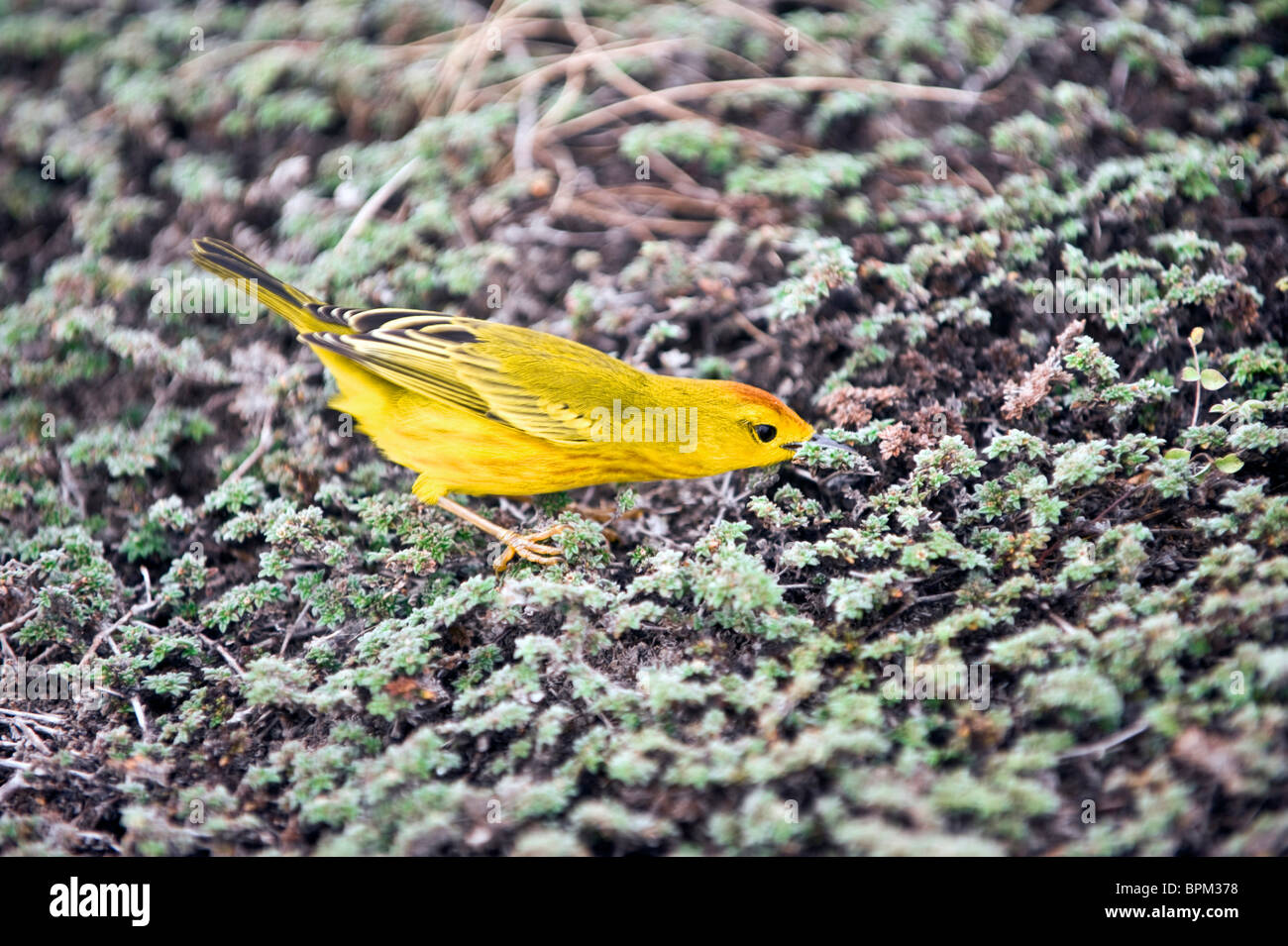 Sud America, Ecuador Isole Galapagos, giallo trillo, maschio, alimentando in riva vegetazione, Genovese Island Foto Stock