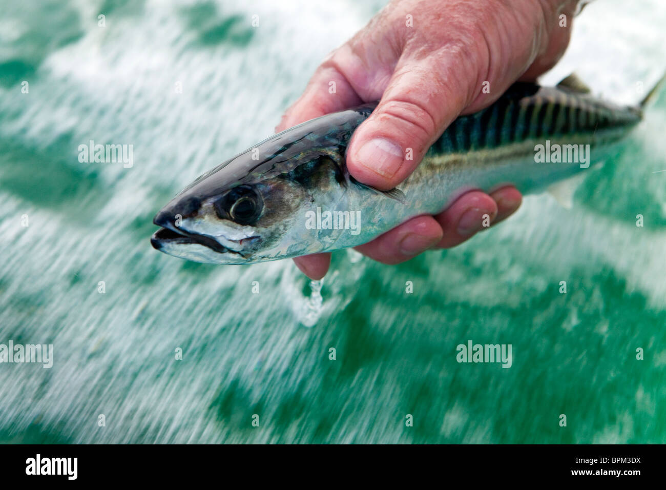 La pesca dello sgombro dalla barca, Tenby, Pembrokeshire West Wales UK Foto Stock