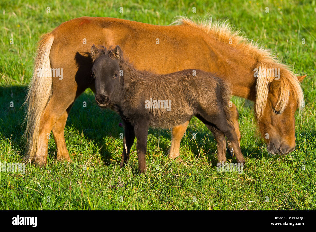 Castagno pony in miniatura e il puledro di pascolare su una giornata di sole Foto Stock