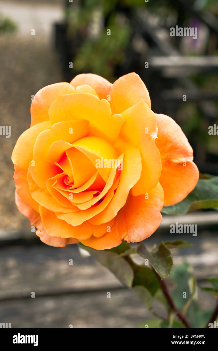 Rosa Whisky Mac fioritura in agosto Foto Stock