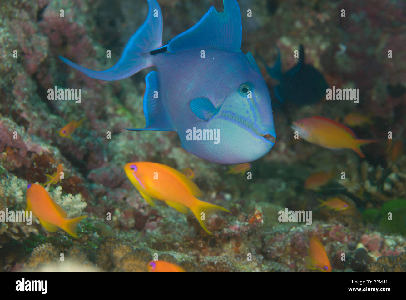 Pesci balestra blu, Pseudobalistes fuscus, in atollo di Ari, Maldive, Oceano Indiano. Foto Stock