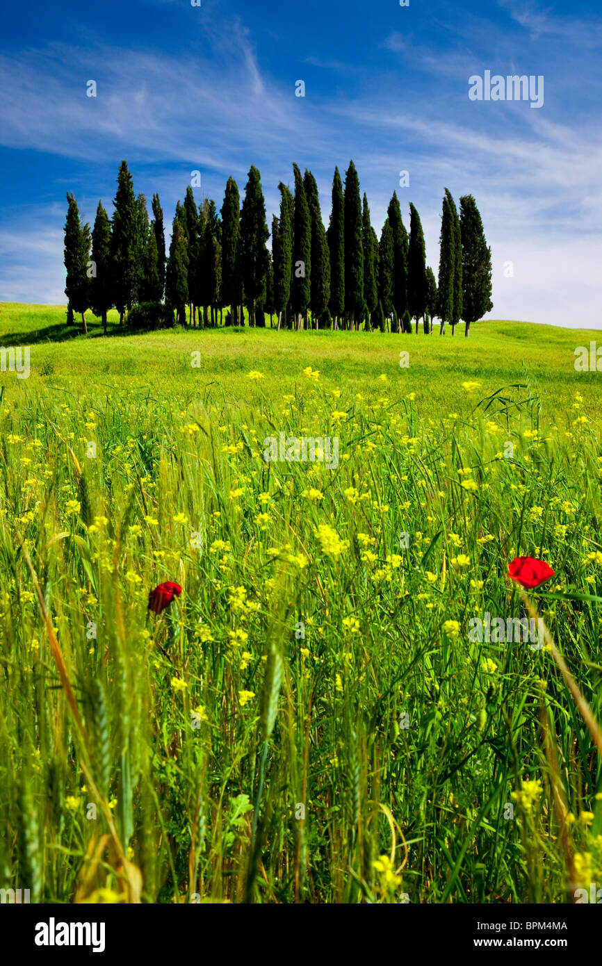 Boschetto di cipressi nei campi di grano e fiori di campo nei pressi di San Quirico, Toscana Italia Foto Stock